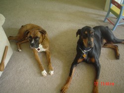 Dogs 002_250x250