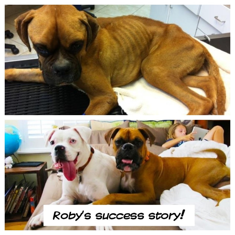 Alamo Boxer Rescue Austin Boxer Rescue