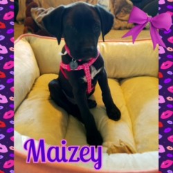 Maizey (formerly Baltia)