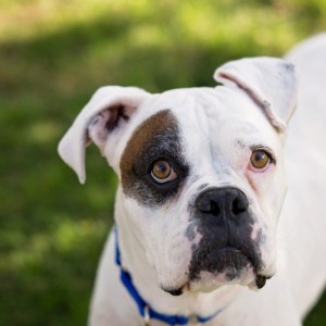 Austin Boxer Dog Rescue | Rescue Dogs in Central Texas
