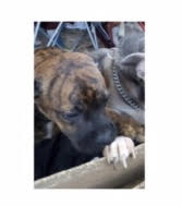 10 month old brindle male