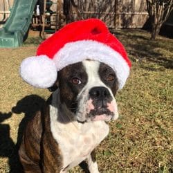 How to Make Christmas Merry and Safe for your Furry Friends (Because, let’s be honest, Boxers are masters of the Naughty and Nice.)