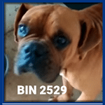 BIN 2529