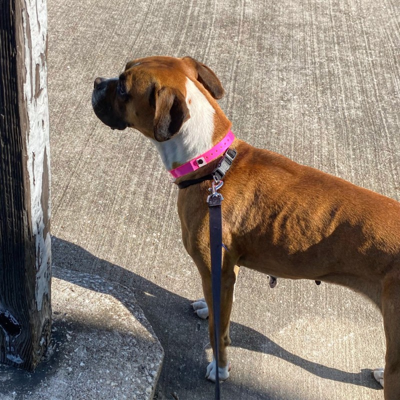 Austin Boxer Dog Rescue Rescue Dogs in Central Texas