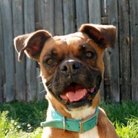 Adoption Austin Boxer Rescue